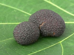 tuber-brumale