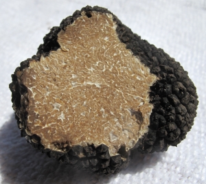 tuber-kalokairini