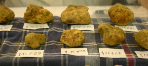 tuber-magnetum