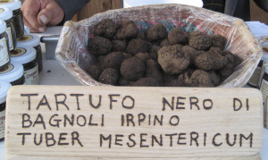 tuber-mesentericum