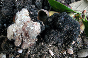 tuber-moscatum