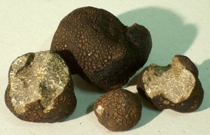 tuber_macrosporum_